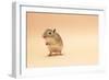 Gerbil Standing on Back Legs-null-Framed Photographic Print