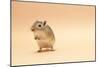 Gerbil Standing on Back Legs-null-Mounted Photographic Print