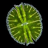 Green Alga, Light Micrograph-Gerd Guenther-Stretched Canvas