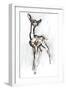 Gerenuk fawn, Sarara, 2018,-Mark Adlington-Framed Giclee Print