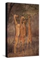 Gerenuk Feeding on Acacia Trees-DLILLC-Stretched Canvas