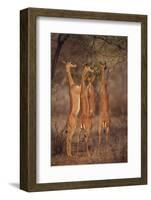 Gerenuk Feeding on Acacia Trees-DLILLC-Framed Photographic Print