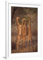 Gerenuk Feeding on Acacia Trees-DLILLC-Framed Photographic Print