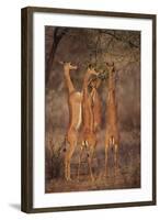 Gerenuk Feeding on Acacia Trees-DLILLC-Framed Photographic Print