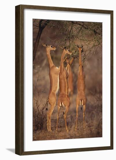 Gerenuk Feeding on Acacia Trees-DLILLC-Framed Photographic Print