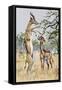 Gerenuk or Giraffe-Necked Antelope (Litocranius Walleri), Bovidae-null-Framed Stretched Canvas