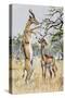 Gerenuk or Giraffe-Necked Antelope (Litocranius Walleri), Bovidae-null-Stretched Canvas