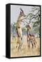 Gerenuk or Giraffe-Necked Antelope (Litocranius Walleri), Bovidae-null-Framed Stretched Canvas