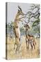 Gerenuk or Giraffe-Necked Antelope (Litocranius Walleri), Bovidae-null-Stretched Canvas