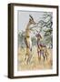 Gerenuk or Giraffe-Necked Antelope (Litocranius Walleri), Bovidae-null-Framed Giclee Print