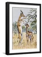 Gerenuk or Giraffe-Necked Antelope (Litocranius Walleri), Bovidae-null-Framed Giclee Print