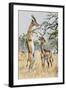 Gerenuk or Giraffe-Necked Antelope (Litocranius Walleri), Bovidae-null-Framed Giclee Print