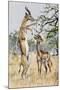 Gerenuk or Giraffe-Necked Antelope (Litocranius Walleri), Bovidae-null-Mounted Giclee Print