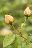 Rose 'Mary Ann' of roses Tantau, blossom, close-up-Gerhard Tegeler-Photographic Print