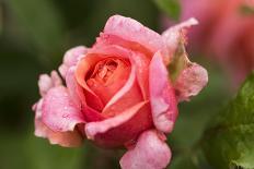 Rose 'Mary Ann' of roses Tantau, blossom, close-up-Gerhard Tegeler-Photographic Print