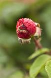 Blossoming corn poppy, close-up, Papaver rhoeas-Gerhard Tegeler-Photographic Print