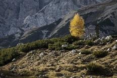 Austria, Lower Austria, Peilstein (Mountain), Autumn Forest, Fog, Footpath-Gerhard Wild-Photographic Print