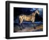 Gericault: Horse-Théodore Géricault-Framed Giclee Print