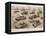 German Armoured Vehicles; Second World War, 1944-null-Framed Stretched Canvas