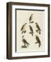 German Birds of Prey-null-Framed Giclee Print