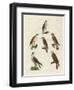 German Birds of Prey-null-Framed Giclee Print