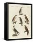 German Birds of Prey-null-Framed Stretched Canvas