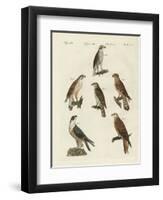 German Birds of Prey-null-Framed Premium Giclee Print