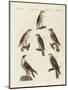 German Birds of Prey-null-Mounted Premium Giclee Print