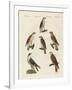 German Birds of Prey-null-Framed Giclee Print