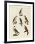 German Birds of Prey-null-Framed Giclee Print