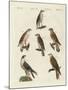 German Birds of Prey-null-Mounted Giclee Print