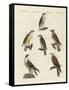 German Birds of Prey-null-Framed Stretched Canvas