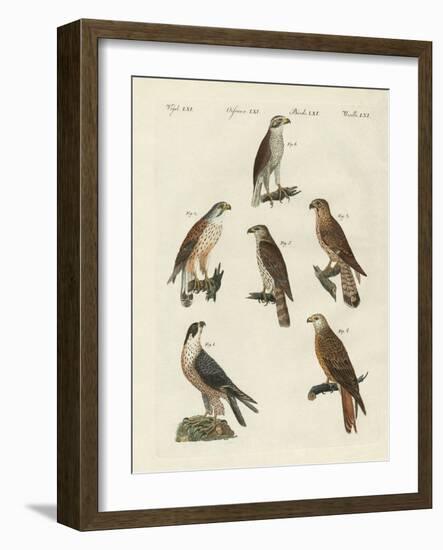 German Birds of Prey-null-Framed Giclee Print