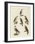 German Birds of Prey-null-Framed Giclee Print