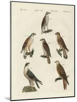 German Birds of Prey-null-Mounted Giclee Print