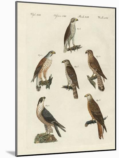 German Birds of Prey-null-Mounted Giclee Print