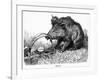 German Boar Held at Verdun - Cartoon-L. Raven Hill-Framed Art Print