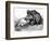 German Boar Held at Verdun - Cartoon-L. Raven Hill-Framed Art Print