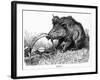 German Boar Held at Verdun - Cartoon-L. Raven Hill-Framed Art Print