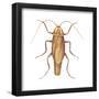 German Cockroach (Blattella Germanica), Insects-Encyclopaedia Britannica-Framed Poster
