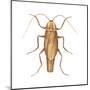 German Cockroach (Blattella Germanica), Insects-Encyclopaedia Britannica-Mounted Poster