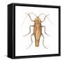German Cockroach (Blattella Germanica), Insects-Encyclopaedia Britannica-Framed Stretched Canvas