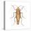 German Cockroach (Blattella Germanica), Insects-Encyclopaedia Britannica-Stretched Canvas