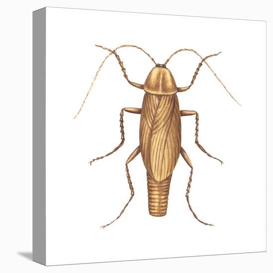 German Cockroach (Blattella Germanica), Insects-Encyclopaedia Britannica-Stretched Canvas
