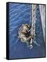 German Diver Goes Down-null-Framed Stretched Canvas