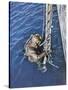 German Diver Goes Down-null-Stretched Canvas
