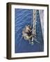 German Diver Goes Down-null-Framed Premium Photographic Print