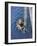 German Diver Goes Down-null-Framed Premium Photographic Print