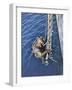 German Diver Goes Down-null-Framed Premium Photographic Print