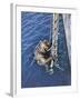 German Diver Goes Down-null-Framed Premium Photographic Print